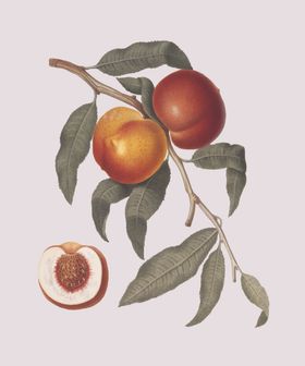 桃子茄无花果手绘柠檬梨