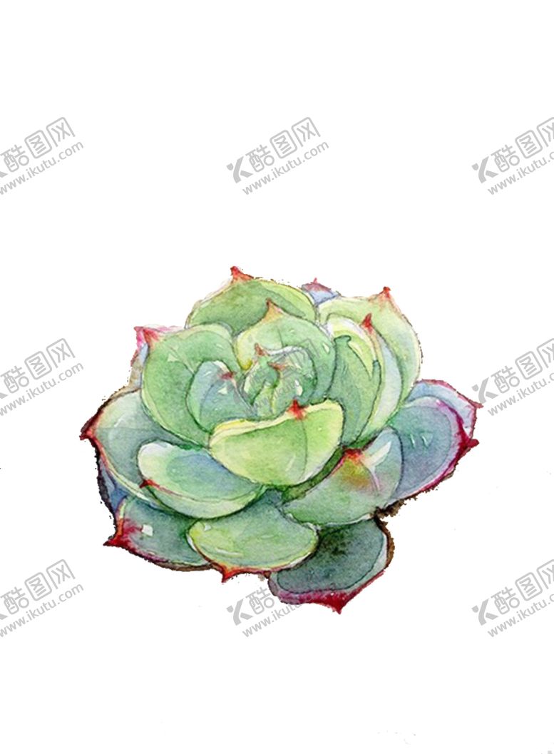 编号：33438501281854277882【酷图网】源文件下载-png格式植物花卉手绘素材