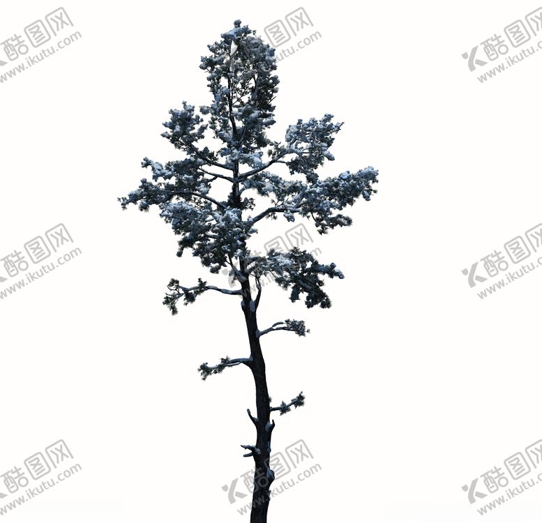 编号：81639607041406584998【酷图网】源文件下载-树木