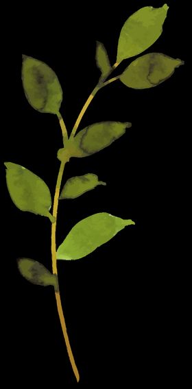 小清新水彩植物树枝