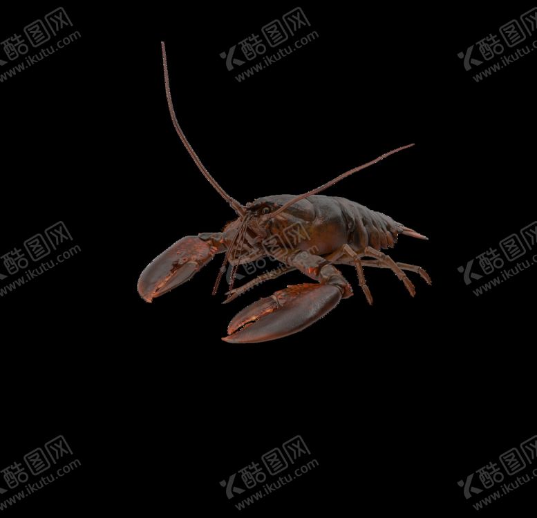 编号：13677310201001281255【酷图网】源文件下载-海洋生物