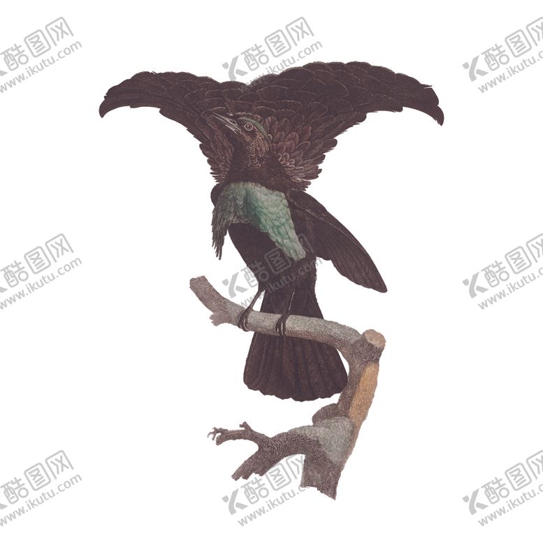 编号：24053607130905093806【酷图网】源文件下载-鸟类插画