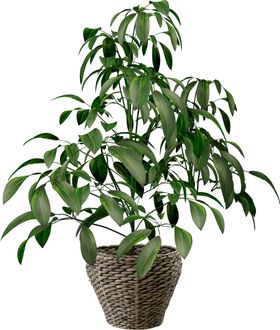 绿色植物