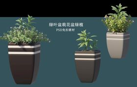 盆栽花盆绿植PSD免扣素材