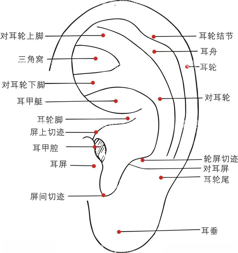 编号：19150912140142115858【酷图网】源文件下载-耳廓穴位图