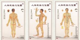 穴位图
