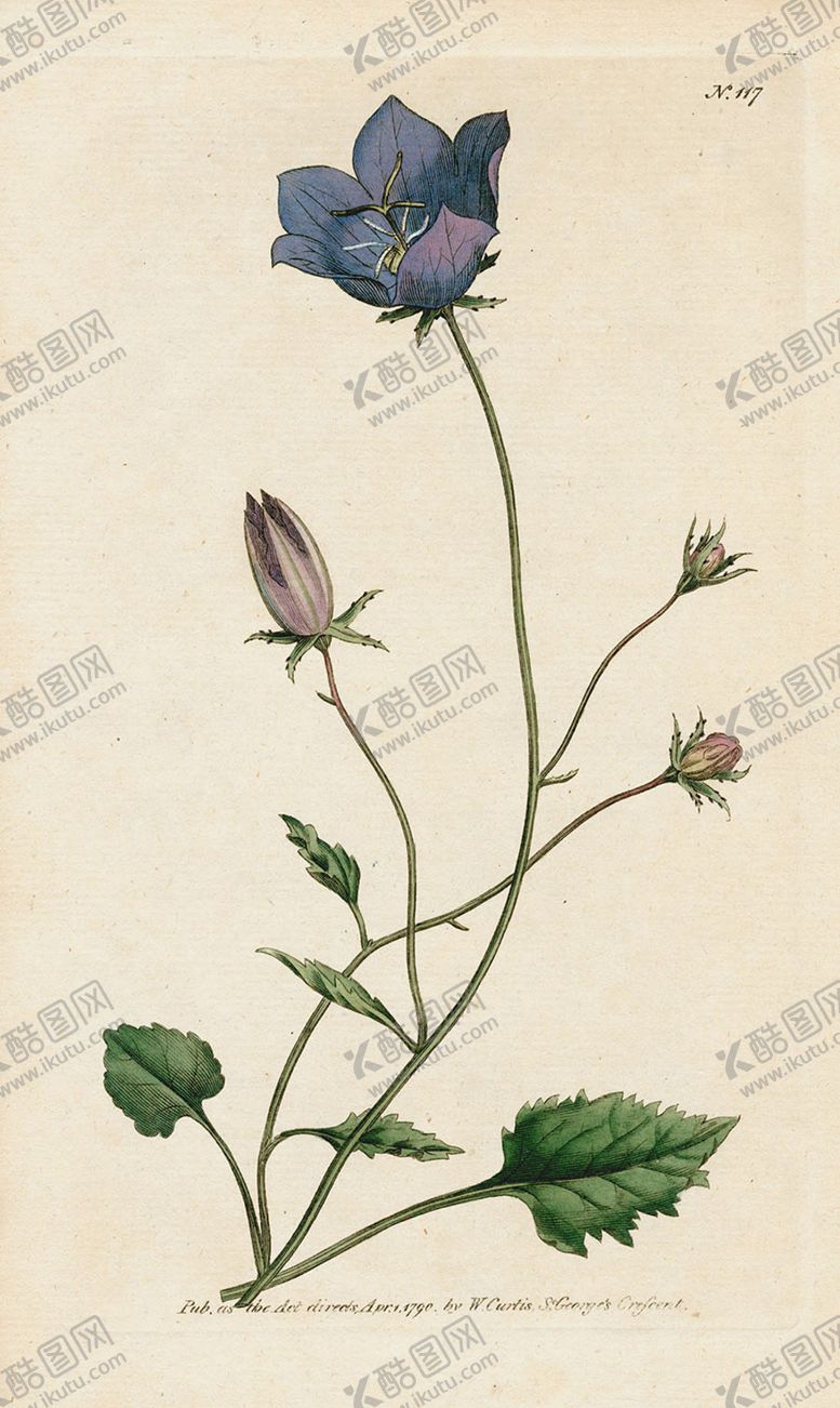 编号：49957307050941442811【酷图网】源文件下载-欧式复古色调花朵植物