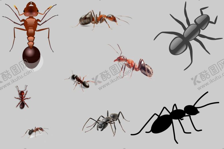 编号：74798410051822093412【酷图网】源文件下载-蚂蚁