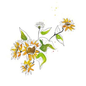 国画 菊花