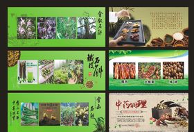 铁皮石斛