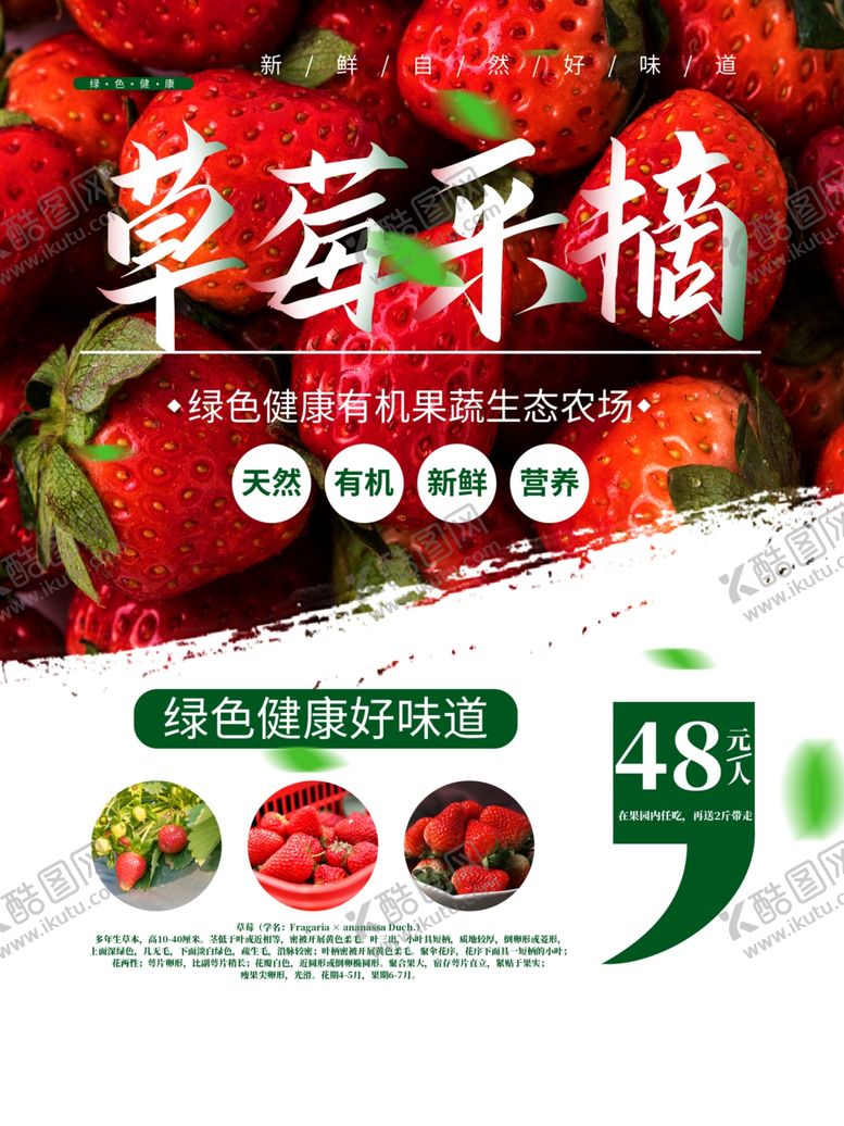 编号：92921409250452135702【酷图网】源文件下载-草莓采摘