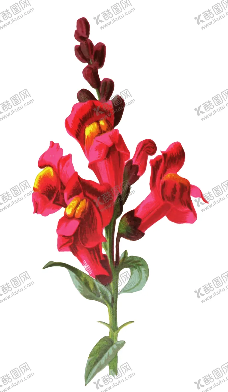 编号：27600607031643594565【酷图网】源文件下载-复古花朵植物图案
