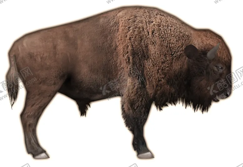 编号：38581809132148183888【酷图网】源文件下载-牦牛PNG高原牦牛牦牛队