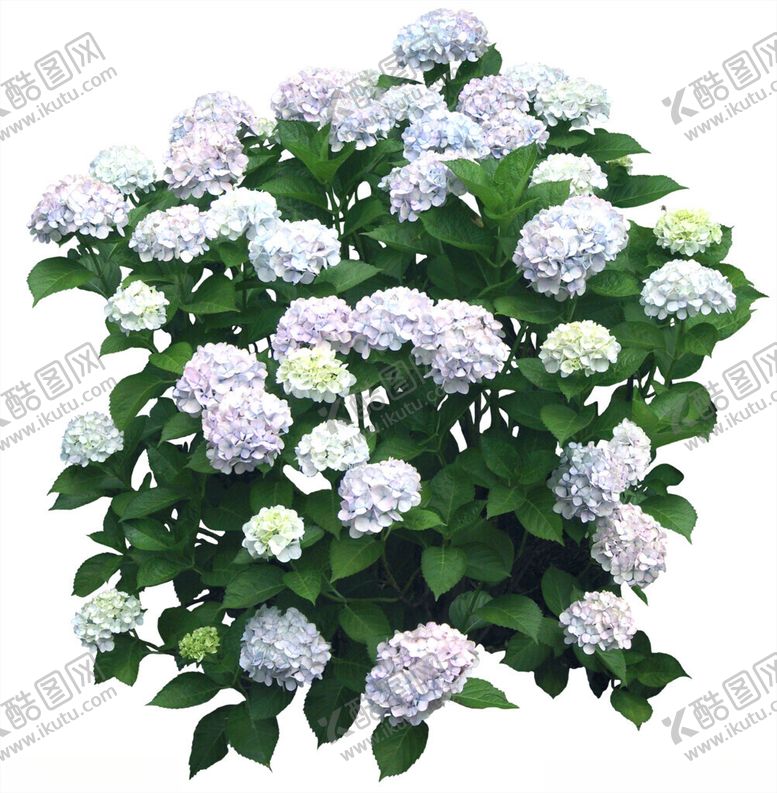 编号：61636901250330446848【酷图网】源文件下载-绣球花