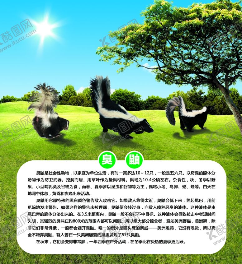 编号：67976304211134046787【酷图网】源文件下载-臭鼬介绍
