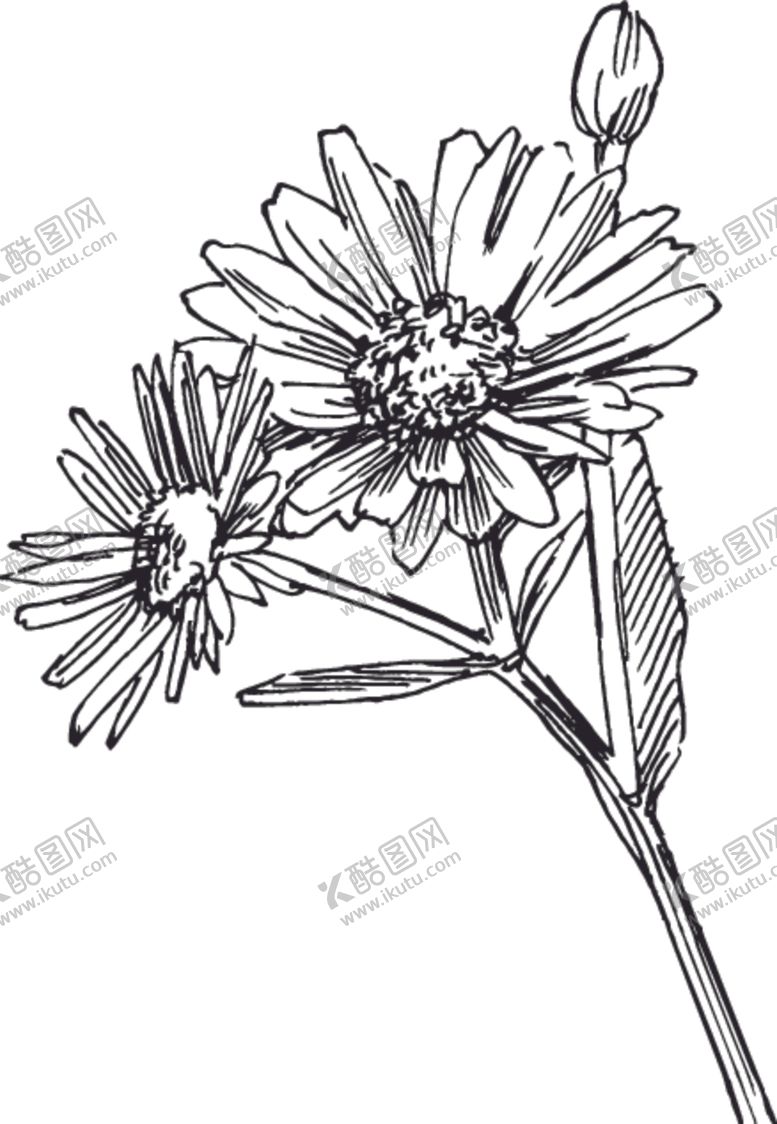 编号：54572809300109471284【酷图网】源文件下载-素描鲜花