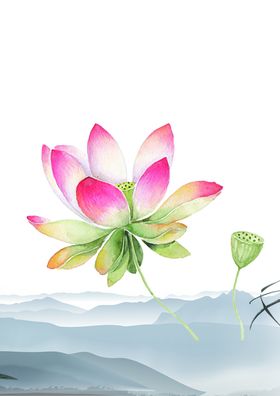 荷花