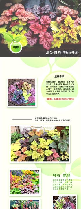 矾根盆景花卉盆栽详情页