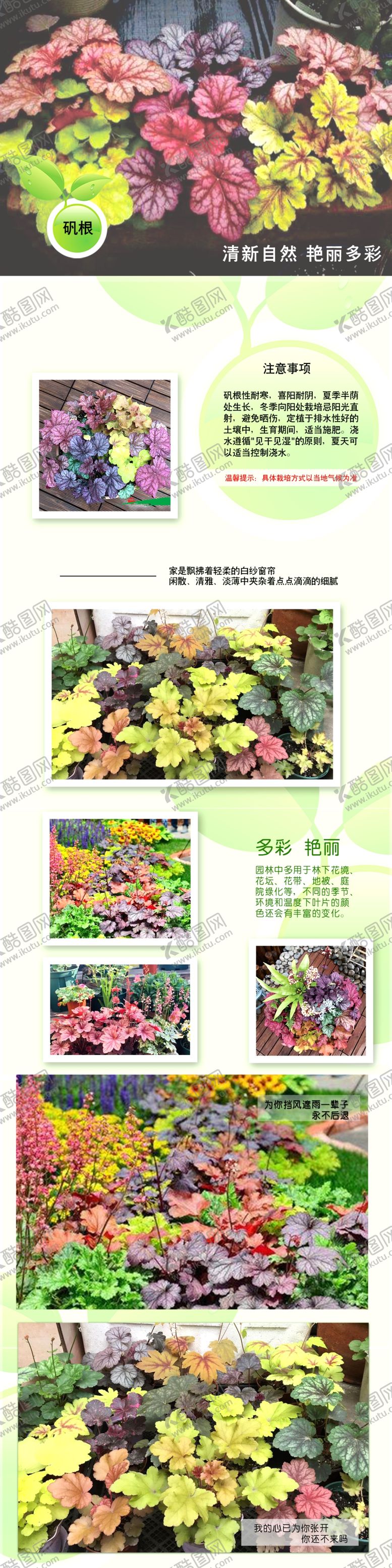 编号：55784106260852175663【酷图网】源文件下载-矾根盆景花卉盆栽详情页