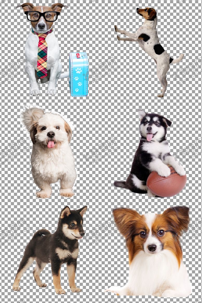 编号：80310810290017255973【酷图网】源文件下载-可爱狗狗