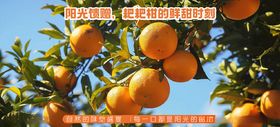 四川耙耙柑推广图