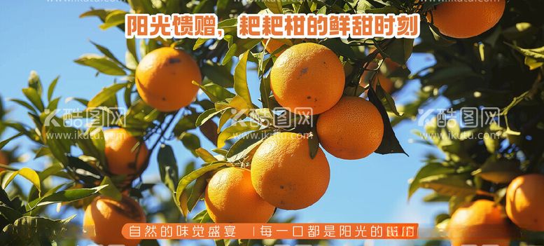 编号：16902611230423329018【酷图网】源文件下载-耙耙柑