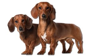 腊肠犬