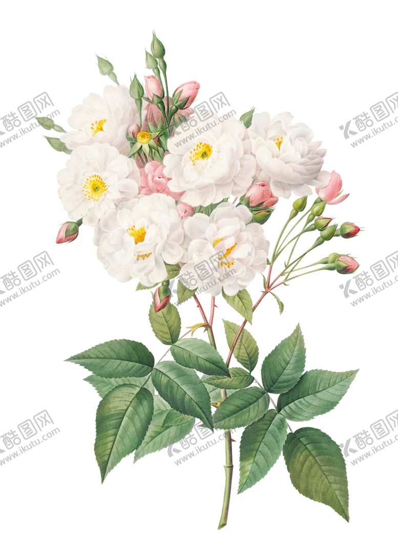 编号：51952801260730529330【酷图网】源文件下载-白色花