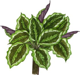 绿植水彩插画