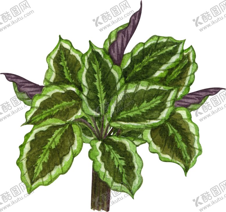 编号：25427310151823547607【酷图网】源文件下载-绿植水彩插画