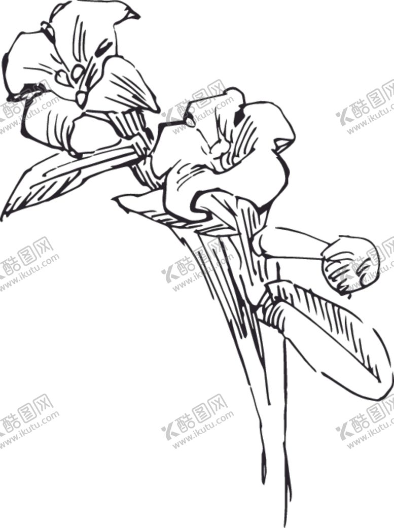 编号：33606710272113498648【酷图网】源文件下载-素描鲜花