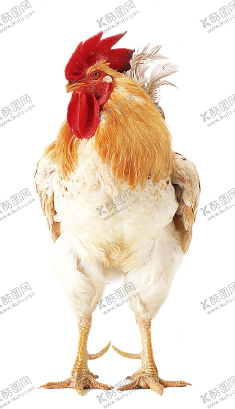 编号：11347209272153512511【酷图网】源文件下载-公鸡