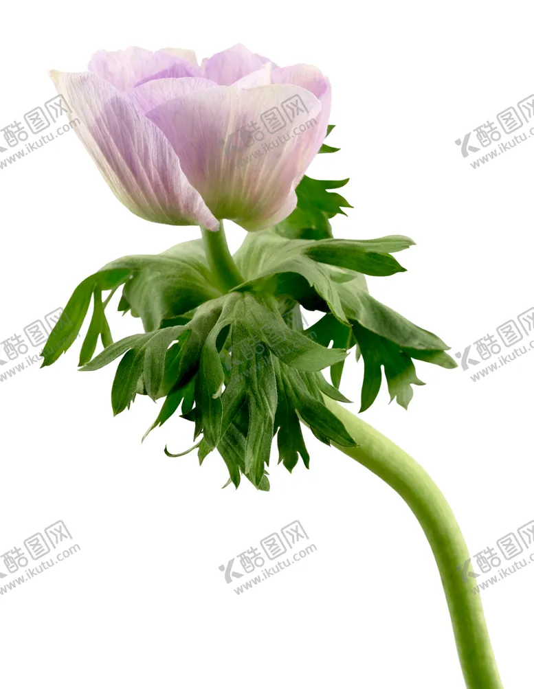 编号：60914501252226538414【酷图网】源文件下载-花卉背景 