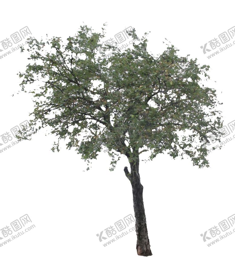 编号：21920410092118207094【酷图网】源文件下载-树木