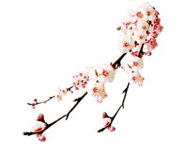 梅花素材