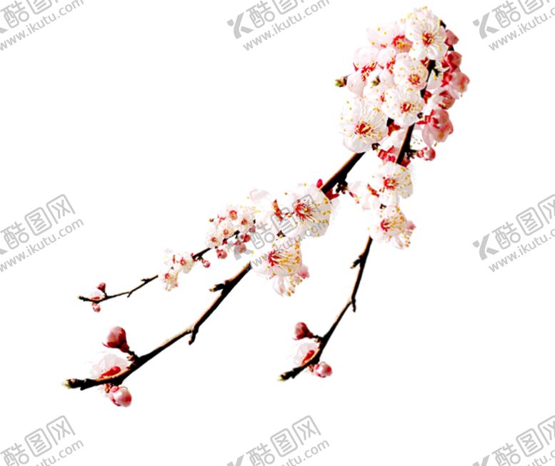 编号：79425810111034067957【酷图网】源文件下载-梅花素材