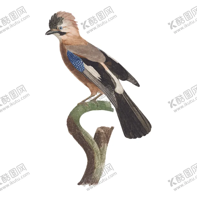 编号：47043604271403544893【酷图网】源文件下载-鸟类插画