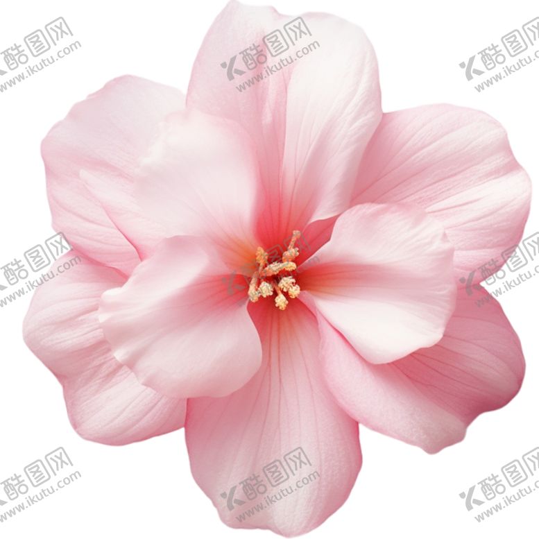 编号：75002901190230135968【酷图网】源文件下载-粉色花朵