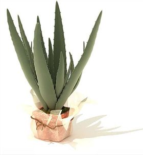 芦荟盆栽盘栽绿植模型
