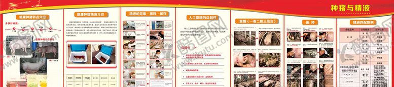 编号：25705609101559268522【酷图网】源文件下载-特驱养猪