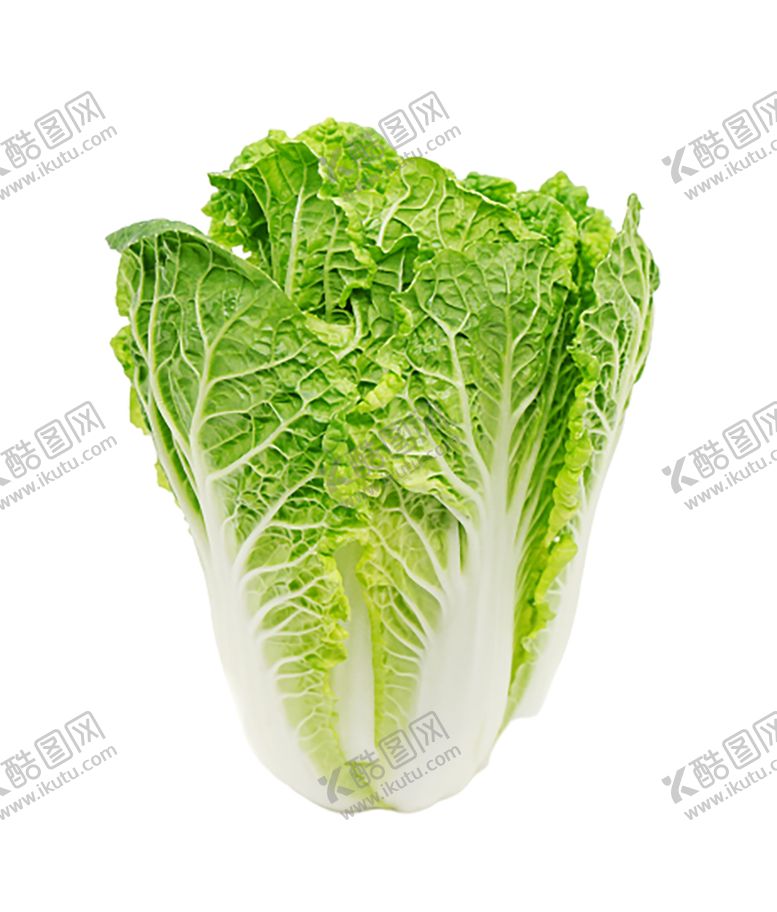 编号：95063705091741265735【酷图网】源文件下载-白菜