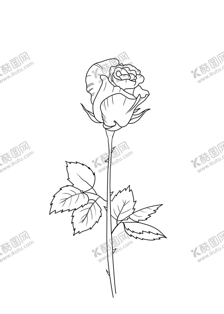 编号：48865210280104118251【酷图网】源文件下载-玫瑰花