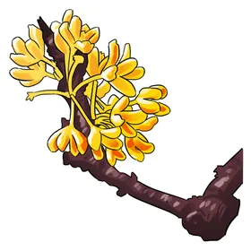 手绘桂花png免抠素材鸟糕黄色的
