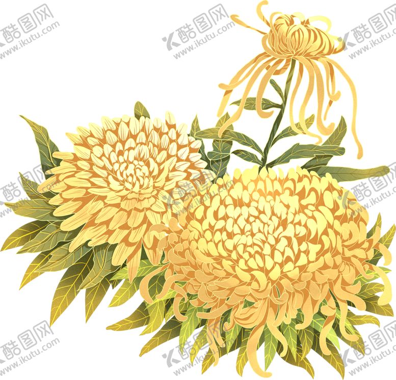 编号：21267011012129143714【酷图网】源文件下载-菊花素材