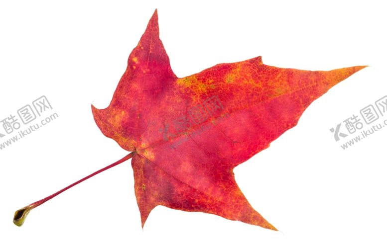 编号：50303809251143114279【酷图网】源文件下载-树叶