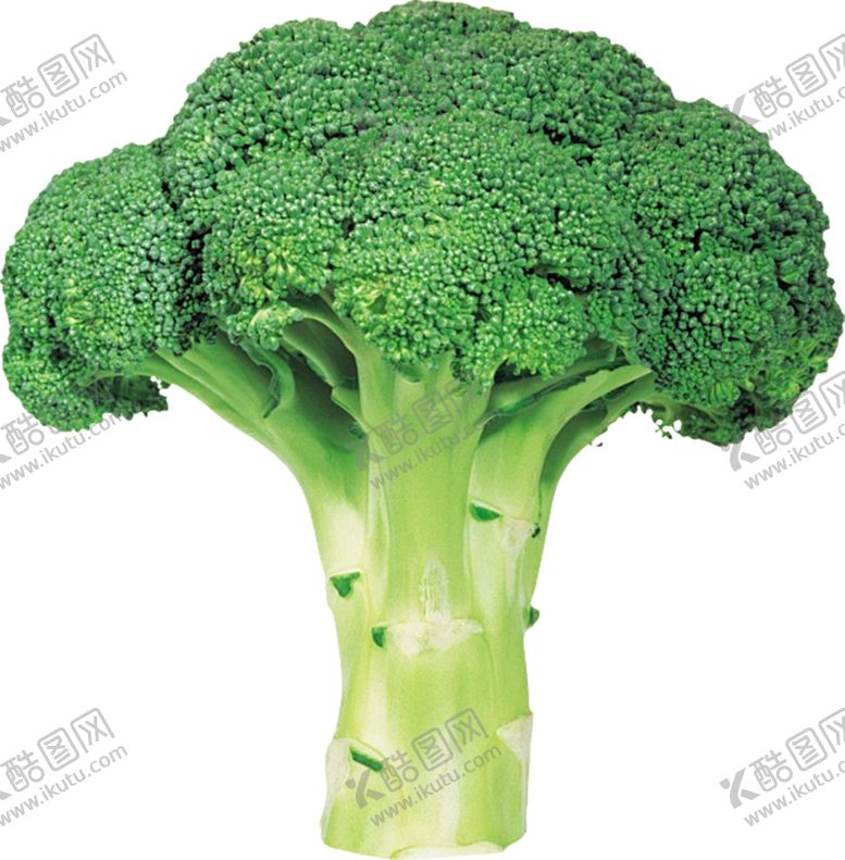 编号：47001402172233231436【酷图网】源文件下载-西蓝花