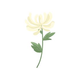 菊花素材