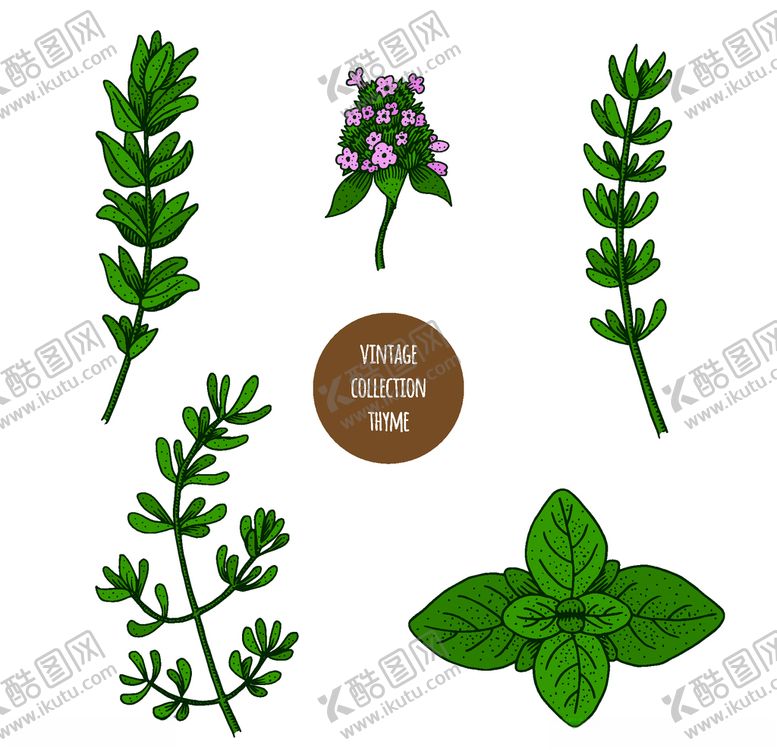 编号：89205809161740263629【酷图网】源文件下载-植物线稿