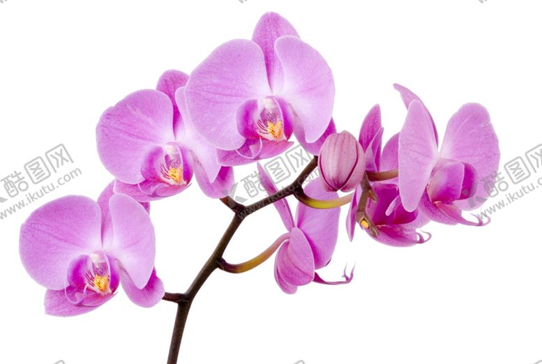 编号：36055710312034041283【酷图网】源文件下载-花朵