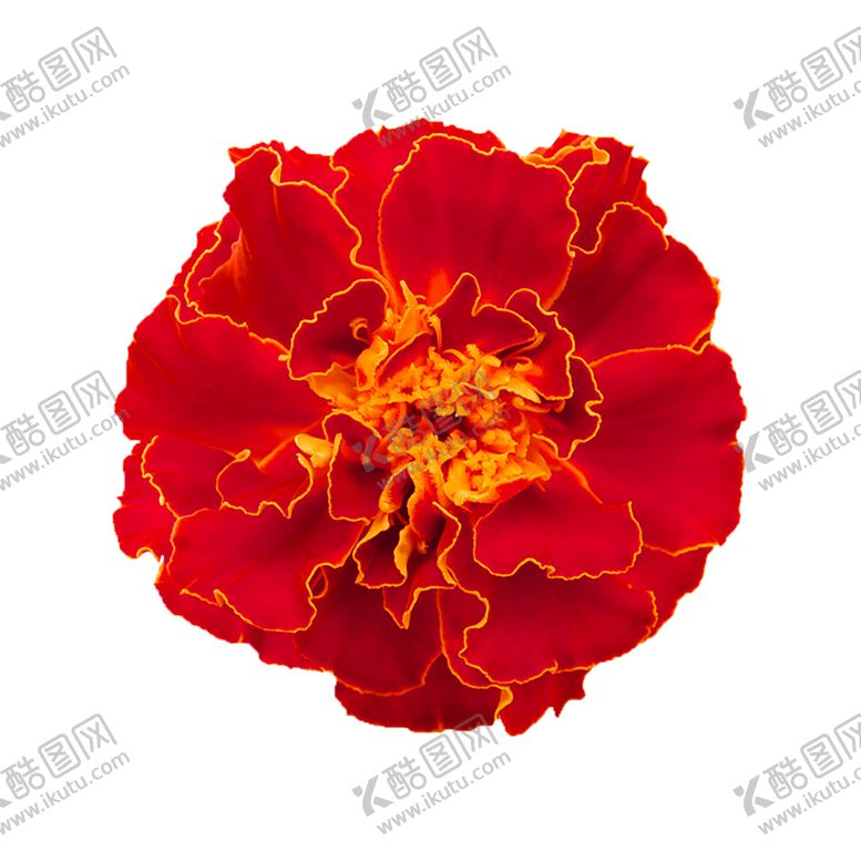 编号：61477805121456203776【酷图网】源文件下载-鲜花装饰